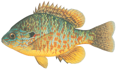 Pumpkinseed fish