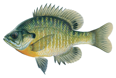 Bluegill fish