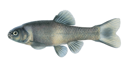 Fathead Minnow fish