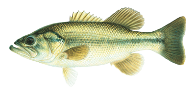 Largemouth Bass