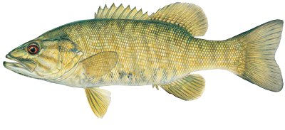 Smallmouth Bass